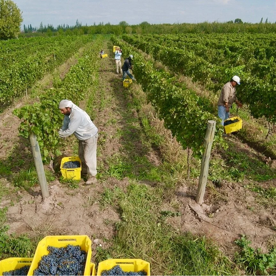 Grapes harvested from centuries-old vineyards make these wines unique